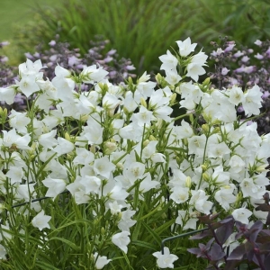 White Bellflower